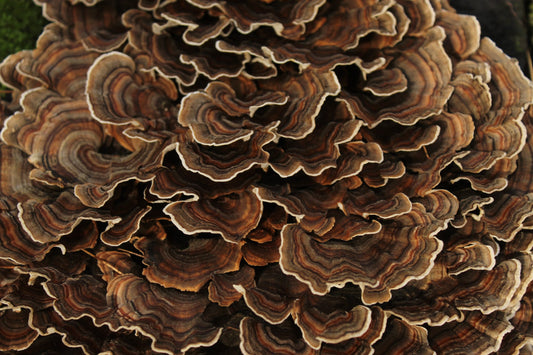 Discover the Powers of Turkey Tail Mushrooms for Your Health and Wellness!