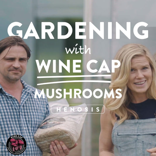 Gardening with Wine Cap Mushrooms: Harness the Power of Living Myco Mulch