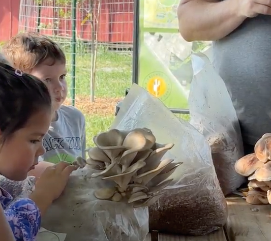 Exploring Fungi: Growing Mushrooms as part of a STEM curriculum