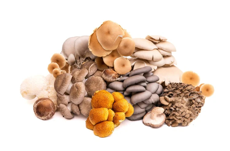 Mushrooms for Your Body