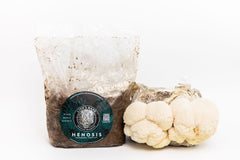 //www.henosismushrooms.com/cdn/shop/files/Henosis_Product-White-158_small.jpg?v=1716813581